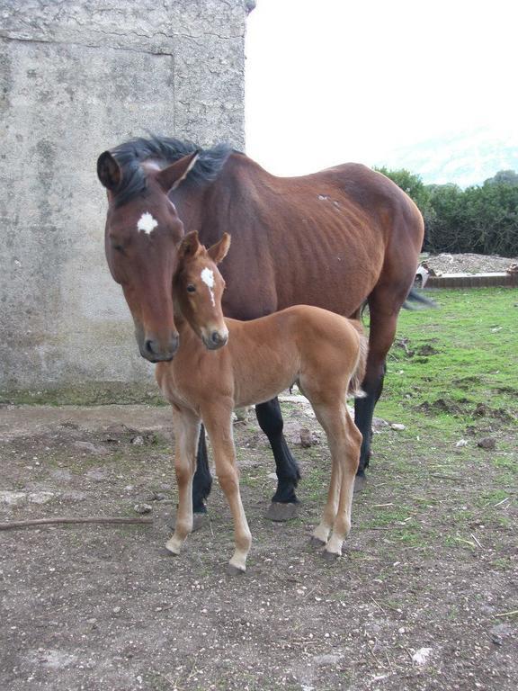 Bauernhof Agriturismo Su Nuragheddu *